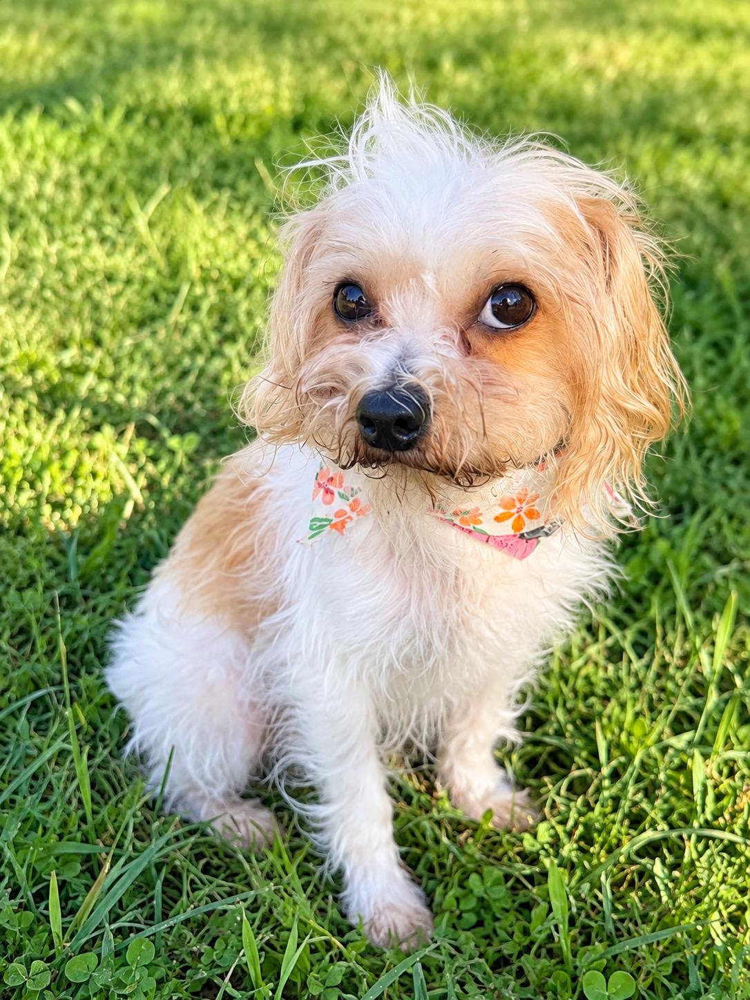 Catalina, Adoptable, Adult Female Terrier.