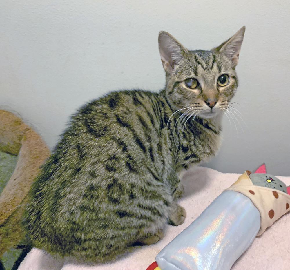 Dusk, Adopted, Kitten Male Domestic Short Hair & Egyptian Mau.