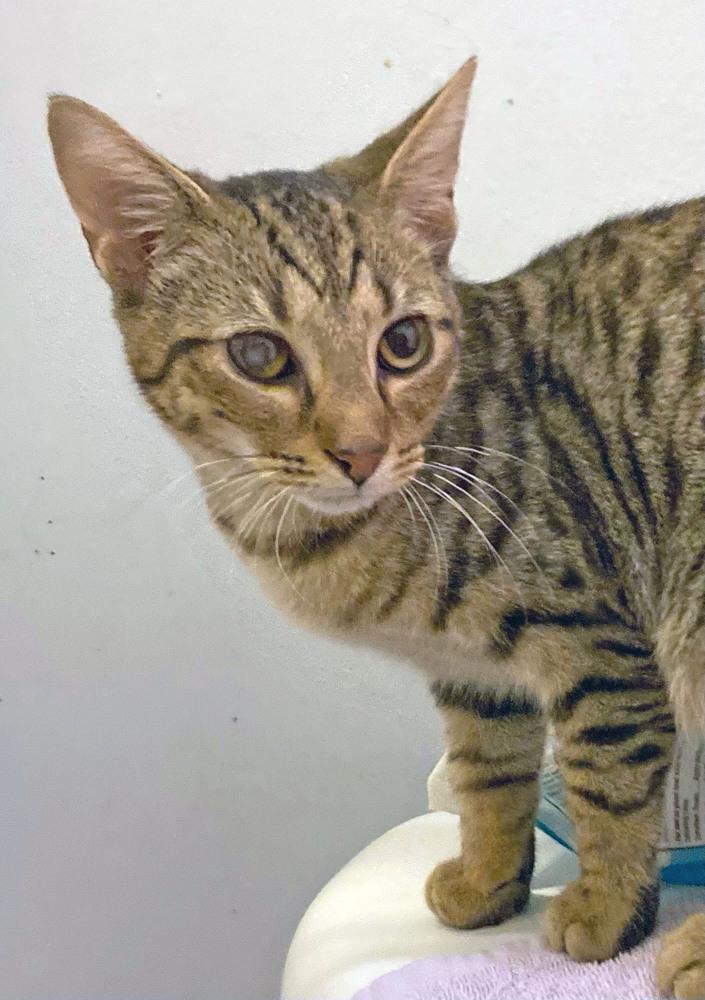 Enlarge Dusk, a Adopted mixed breed in Easley, SC image 2/5