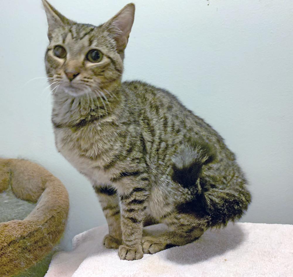 Enlarge Dusk, a Adopted mixed breed in Easley, SC image 4/5