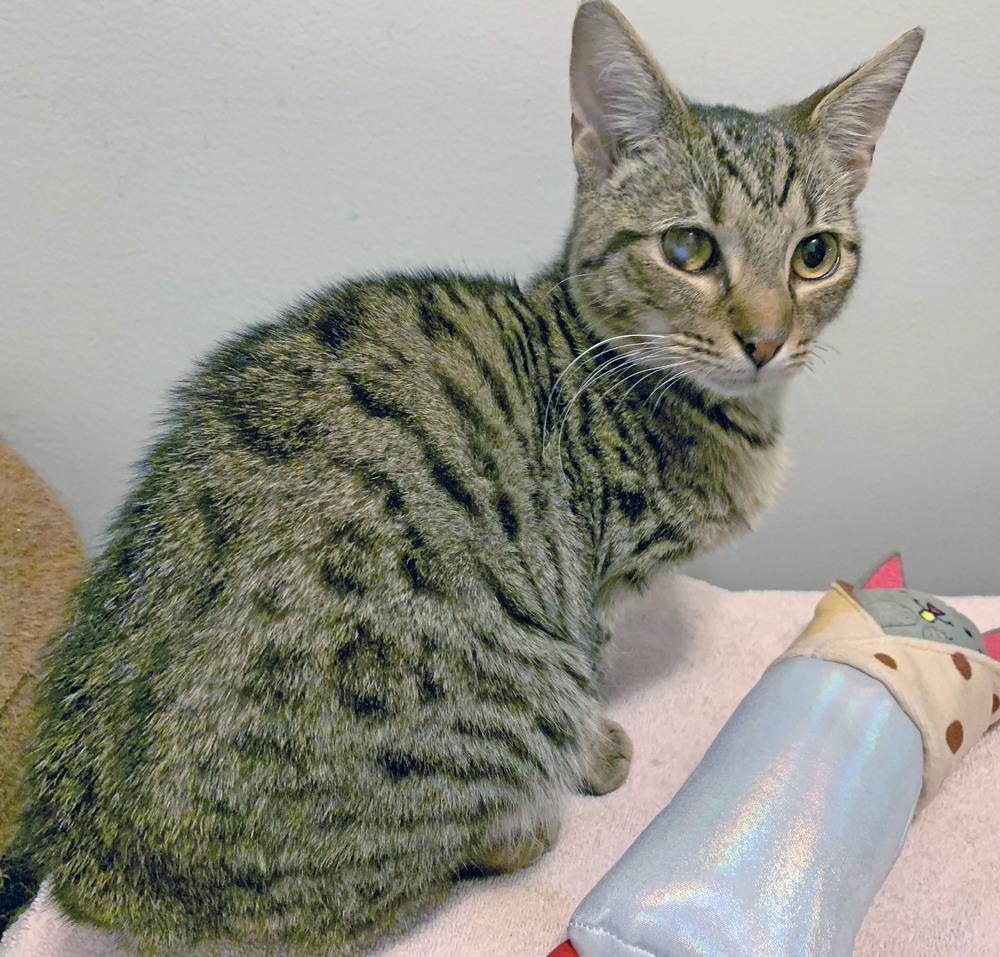 Enlarge Dusk, a Adopted mixed breed in Easley, SC image 5/5