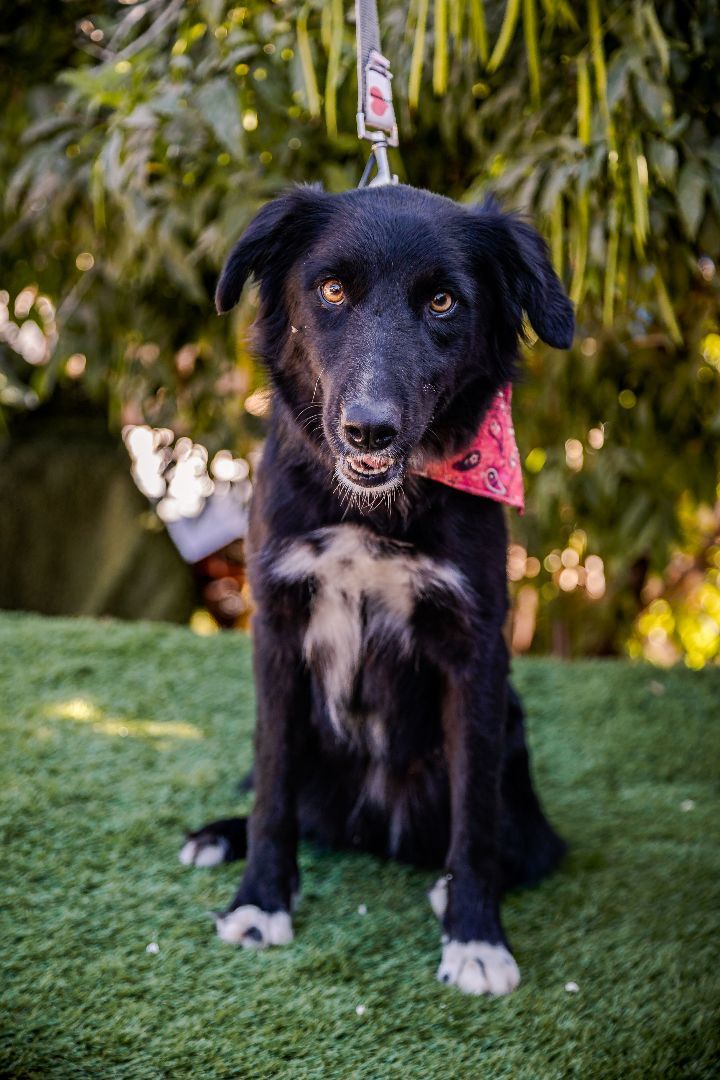 Lulu, a Adoptable mixed breed in Portland, OR image 4/6