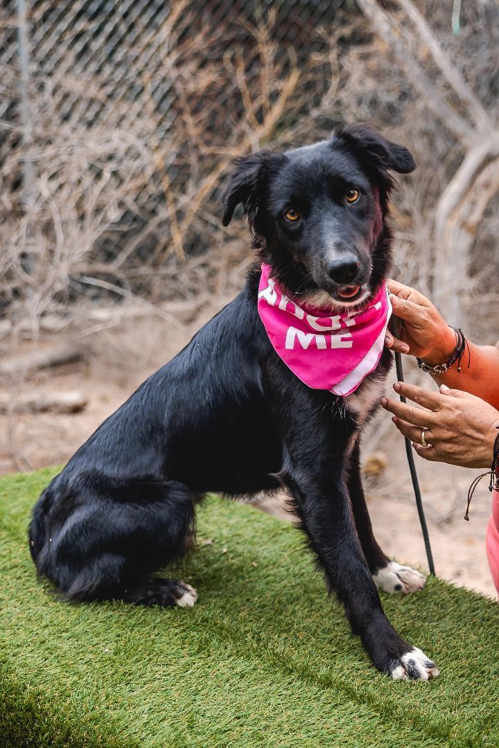 Lulu, a Adoptable mixed breed in Portland, OR image 3/6