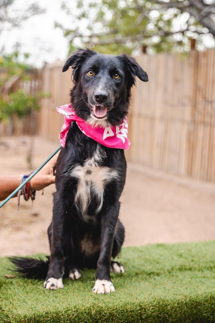 Lulu, a Adoptable mixed breed in Portland, OR image 5/6