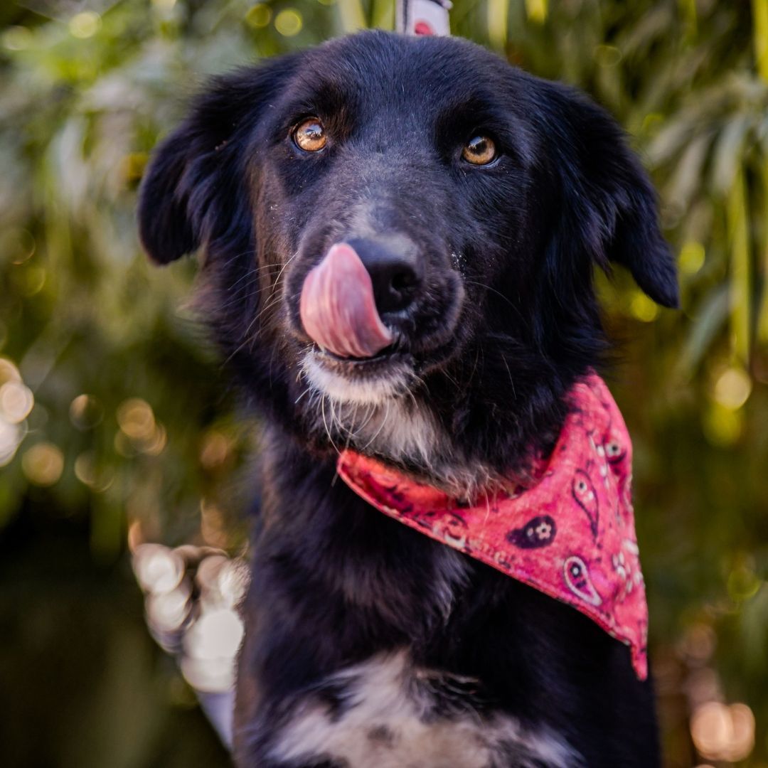 Lulu, a Adoptable mixed breed in Portland, OR image 1/6