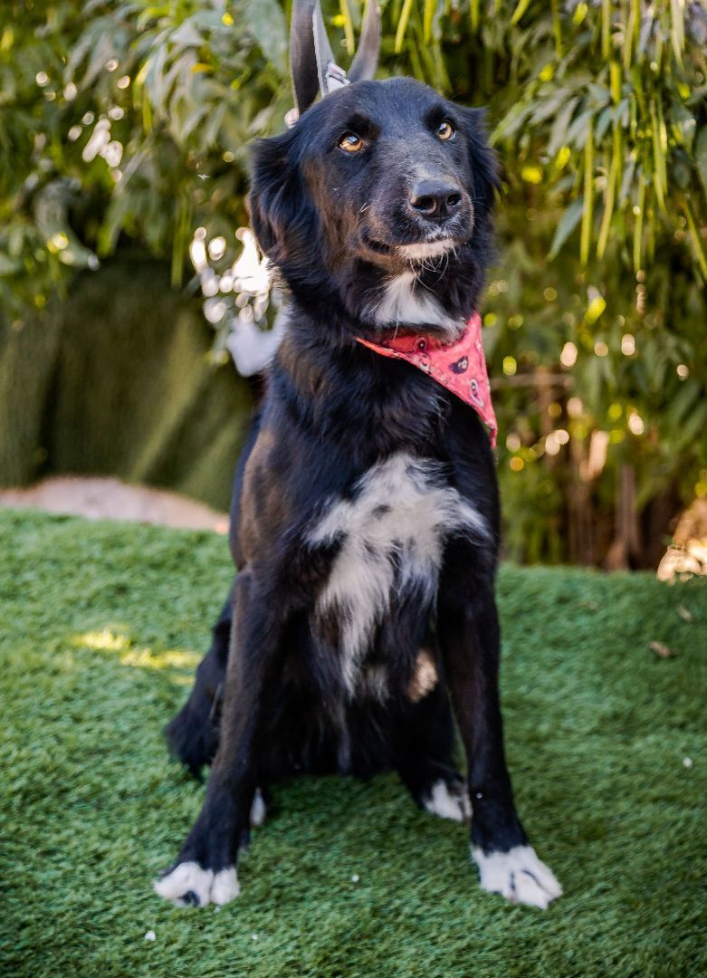 Lulu, a Adoptable mixed breed in Portland, OR image 6/6
