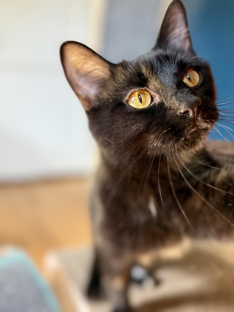 Shadow, a Adoptable Domestic Short Hair in Plymouth, MN image 1/4