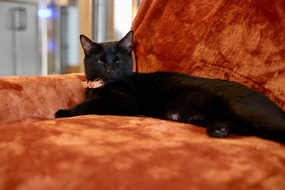 Shadow, a Adoptable Domestic Short Hair in Plymouth, MN image 2/4