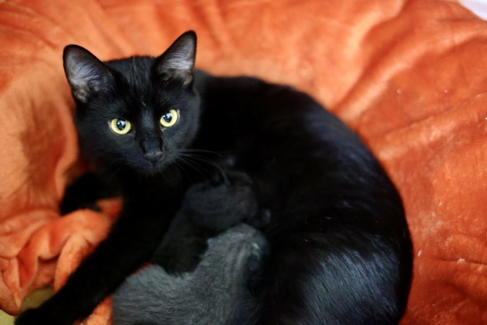 Shadow, a Adoptable Domestic Short Hair in Plymouth, MN image 3/4