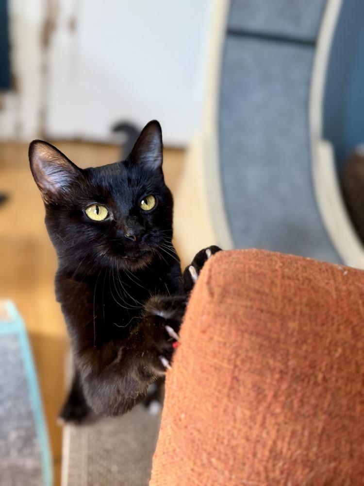 Shadow, a Adoptable Domestic Short Hair in Plymouth, MN image 4/4