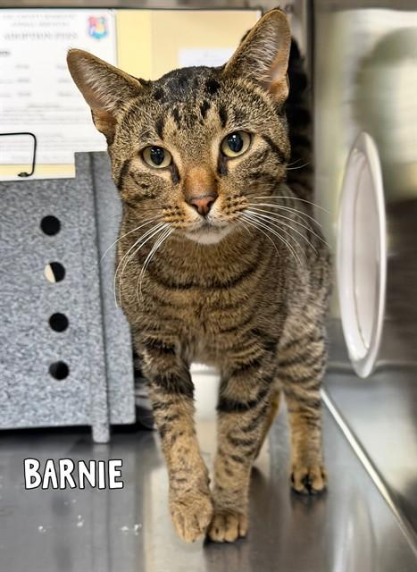 Enlarge BARNIE, a Adoptable Domestic Short Hair in Fort Myers, FL image 1/1