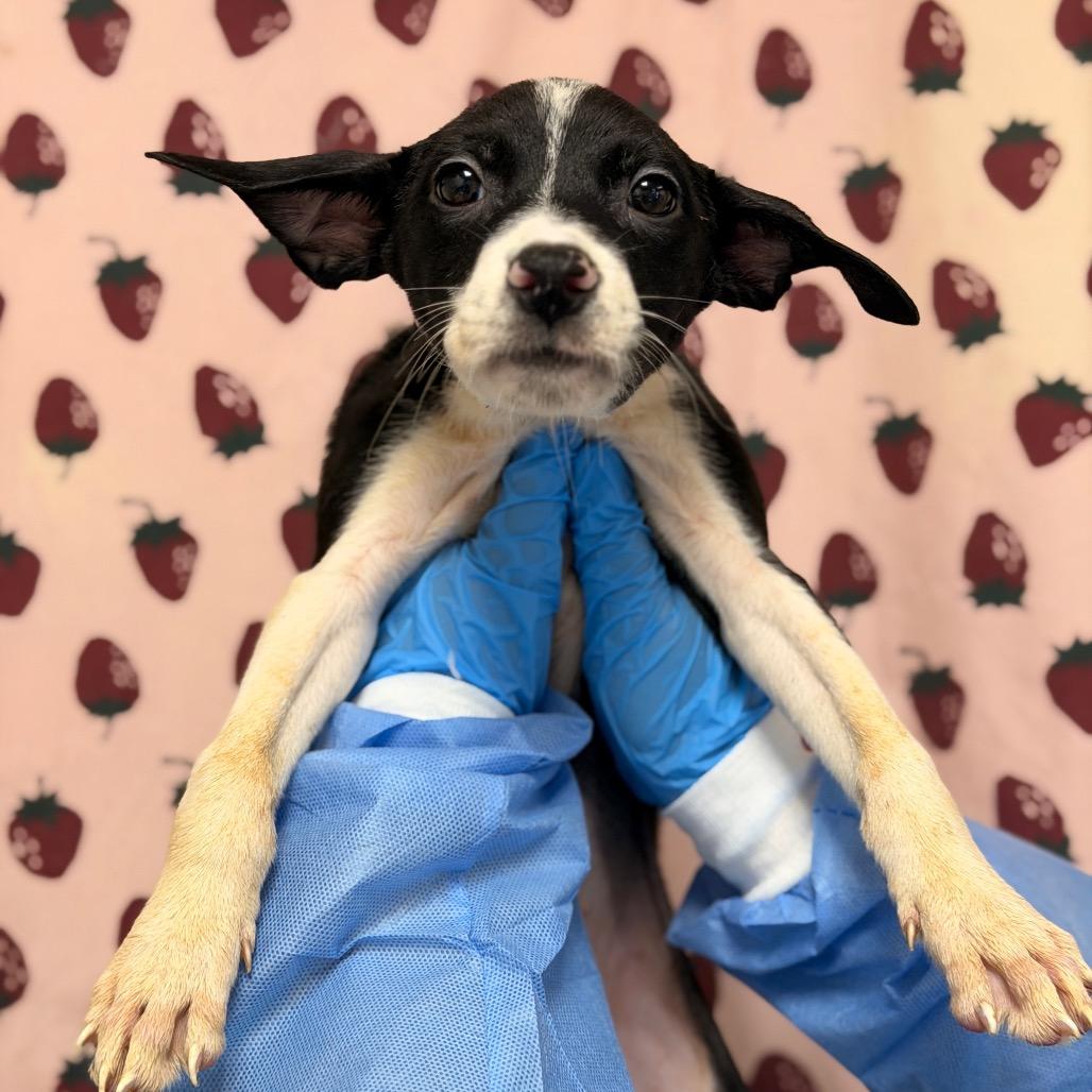 Enlarge Olivia, a Adoptable mixed breed in San Antonio, TX image 1/1
