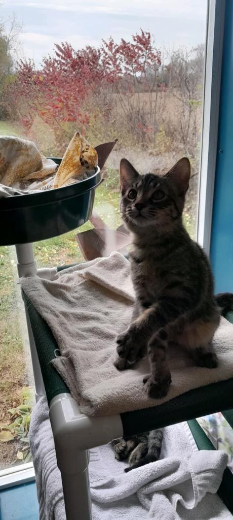 Lindsey, Adoptable, Kitten Male Domestic Short Hair.