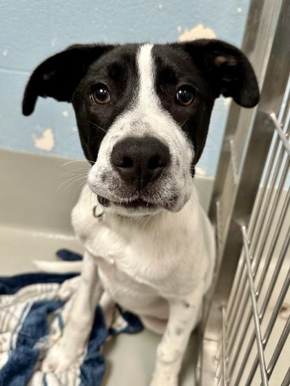 Mountaineer Kevin, Adoptable, Puppy Male Mixed Breed & Mixed Breed.
