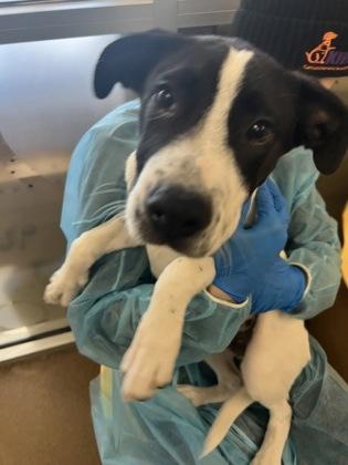Mountaineer Kevin, a Adoptable mixed breed in Wichita, KS image 2/2