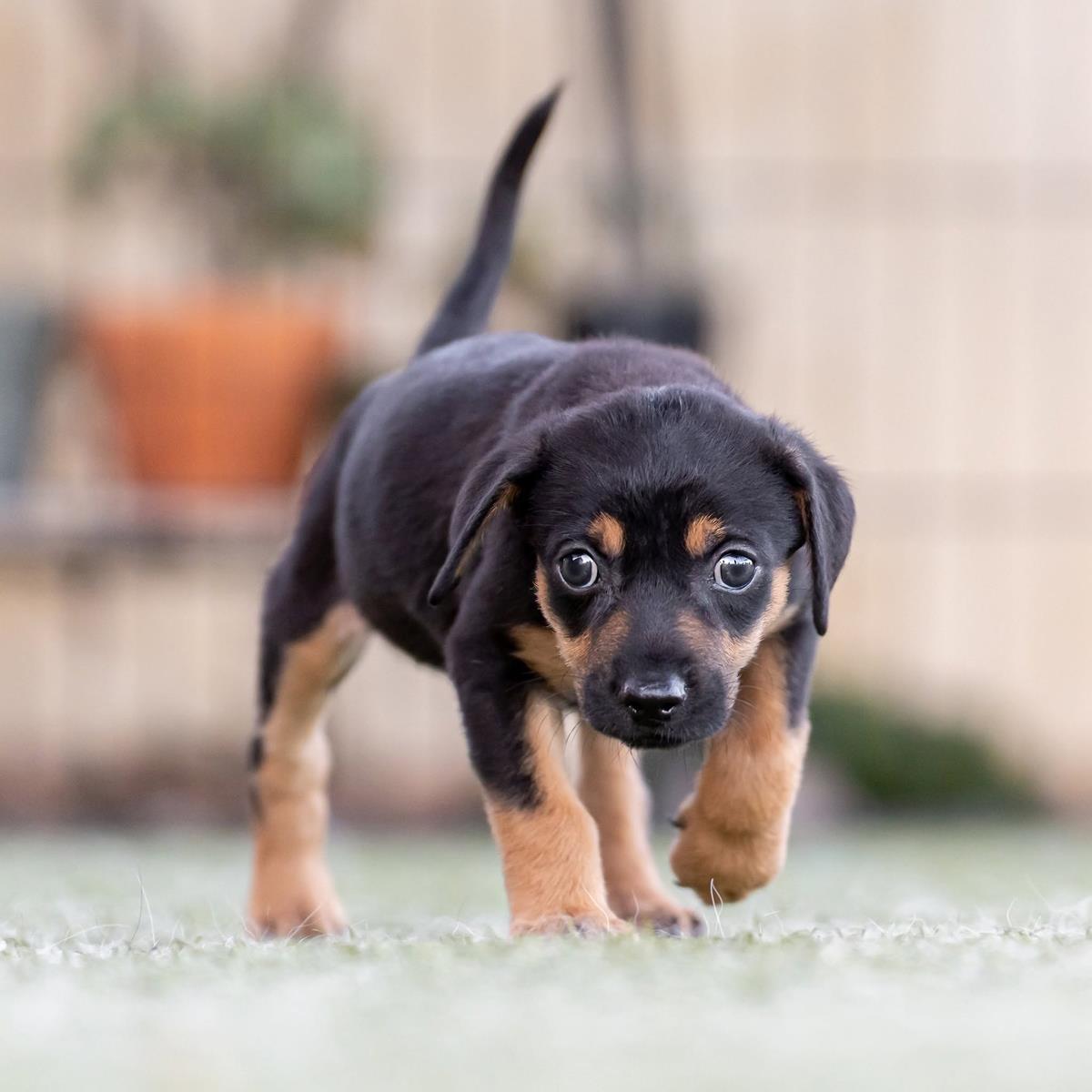 Dancer Pup - Jitterbug, Adoptable, Puppy Female Shepherd & Terrier.