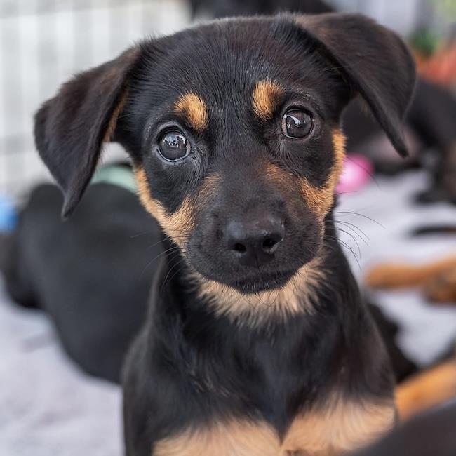 Enlarge Dancer Pup - Jitterbug, a Adoptable mixed breed in San Diego, CA image 2/3