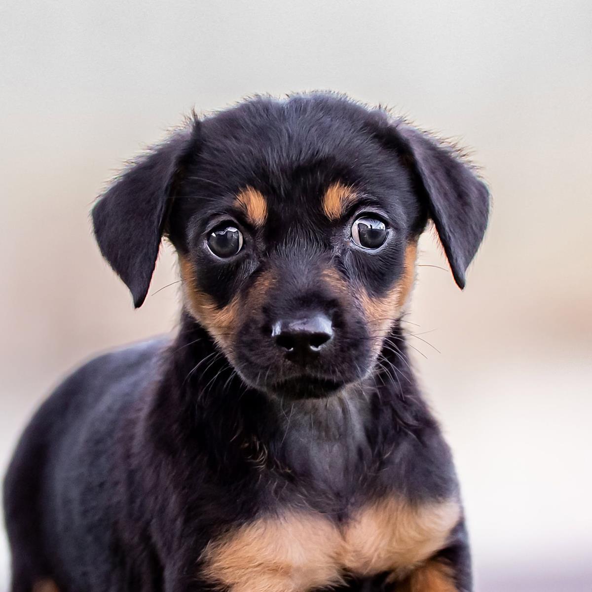 Enlarge Dancer Pup - Jitterbug, a Adoptable mixed breed in San Diego, CA image 3/3
