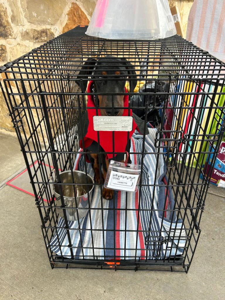 Lanette, Adoptable, Young Female Doberman Pinscher.