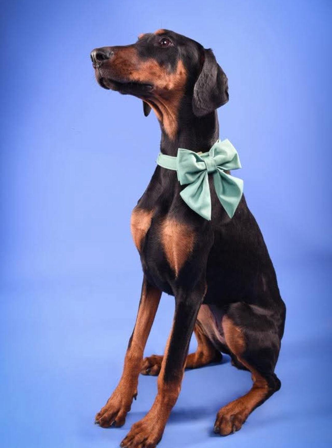 Lanette, Adoptable, Young Female Doberman Pinscher.