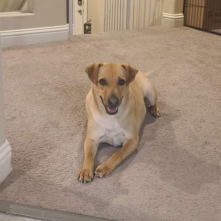 Enlarge Lois , a ADOPTABLE Mixed Breed in Henderson, NV image 1/4