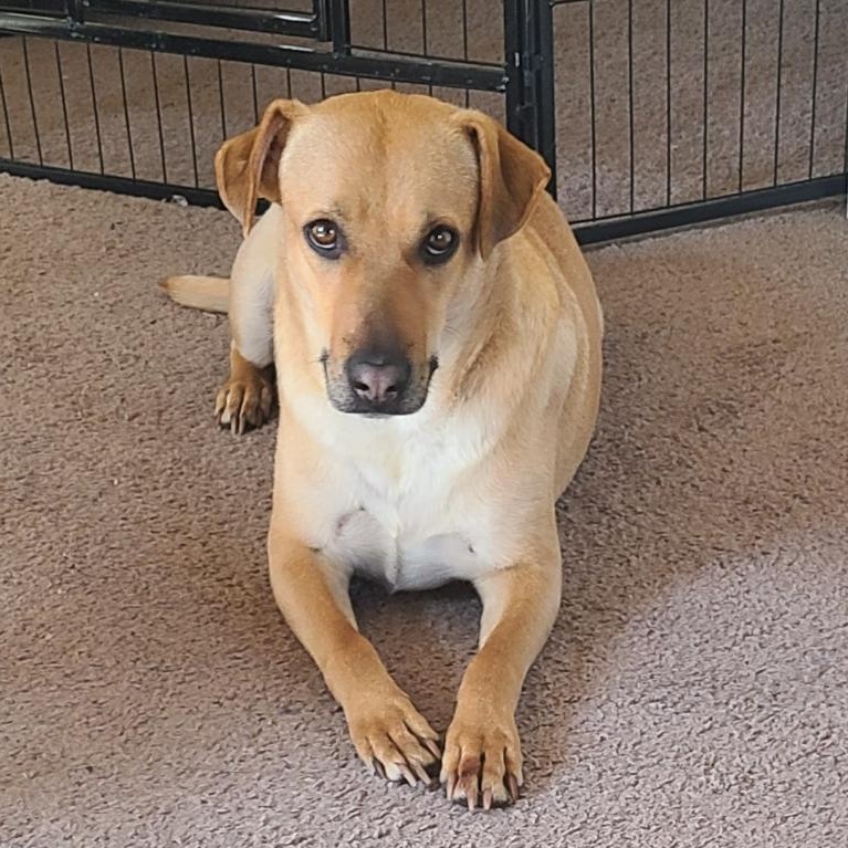 Enlarge Lois , a ADOPTABLE Mixed Breed in Henderson, NV image 4/4