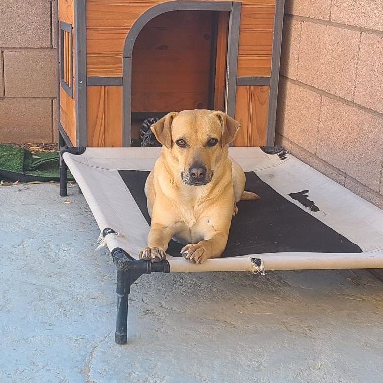 Enlarge Lois , a ADOPTABLE Mixed Breed in Henderson, NV image 3/4