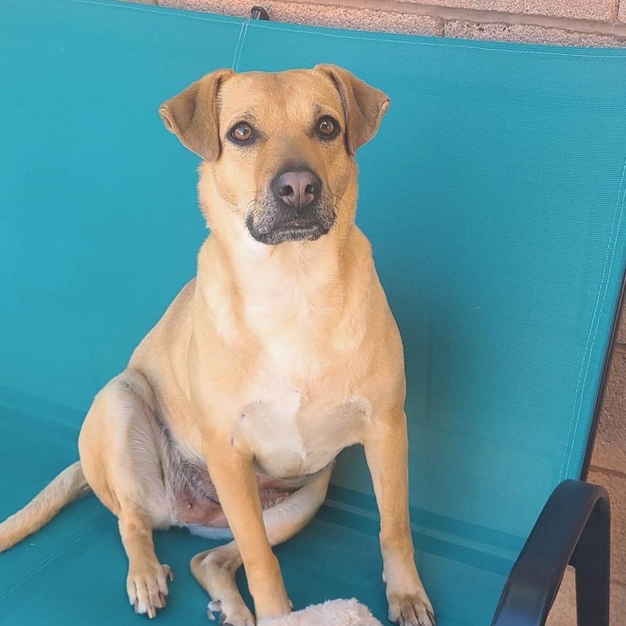 Lois , ADOPTABLE, Young Female Mixed Breed.