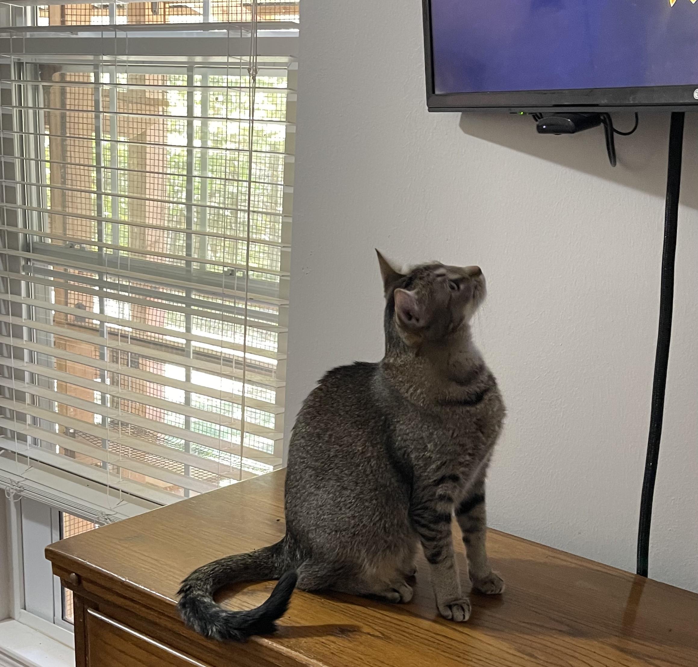 Aslan, a Adoptable Domestic Short Hair in Bloomsdale, MO image 2/2