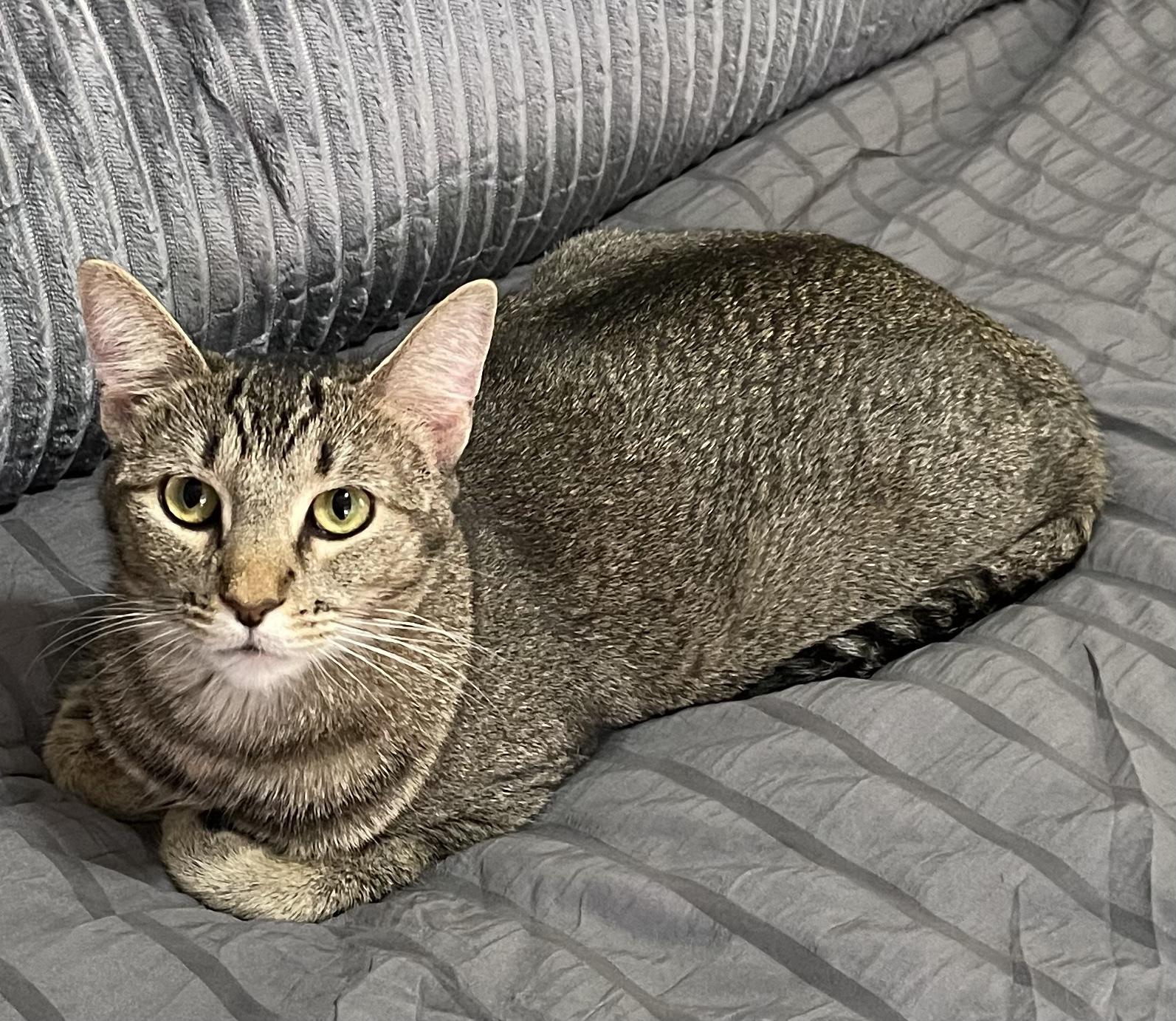 Aslan, Adoptable, Adult Female Domestic Short Hair.