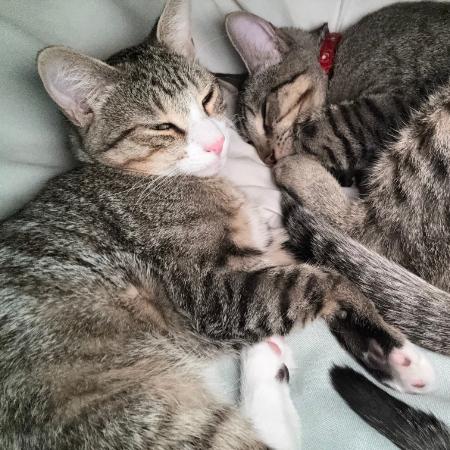 Tico - Shy, but Sweet! Bonded w Calispell Adopt Both $125, Adoptable, Young Male Domestic Short Hair.