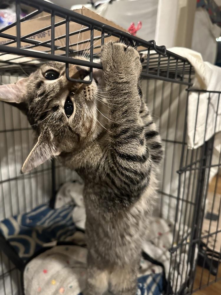Enlarge Willow, a Adoptable Domestic Short Hair in Loveland, OH image 1/3