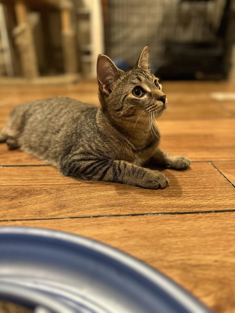 Enlarge Willow, a Adoptable Domestic Short Hair in Loveland, OH image 2/3