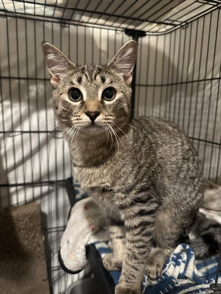 Enlarge Willow, a Adoptable Domestic Short Hair in Loveland, OH image 3/3
