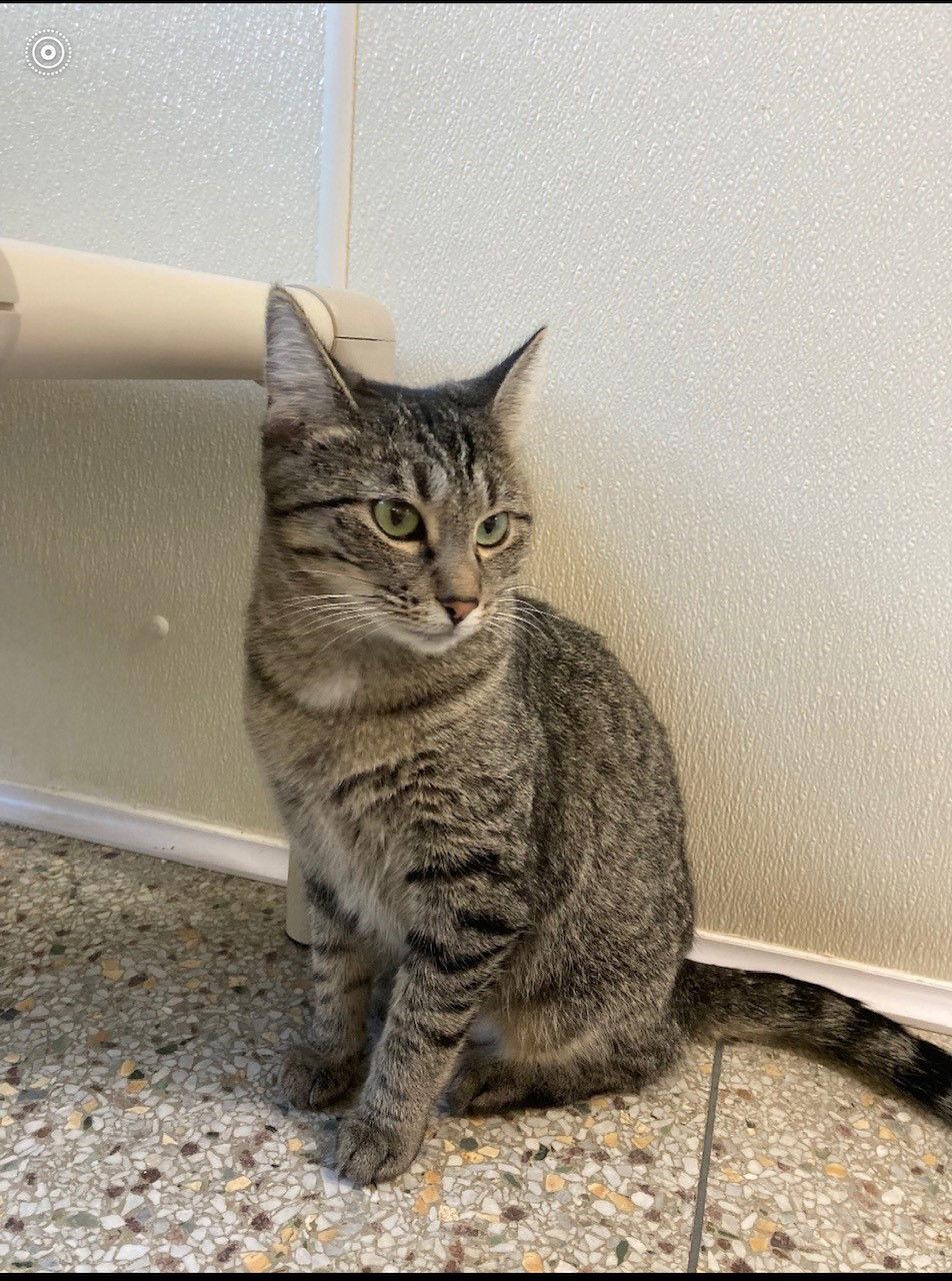 Scarlet, a Adoptable Domestic Short Hair in Williamsburg, IA image 1/3