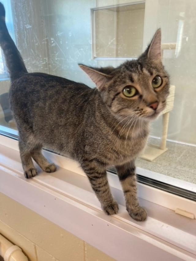 Scarlet, Adoptable, Young Female Domestic Short Hair.