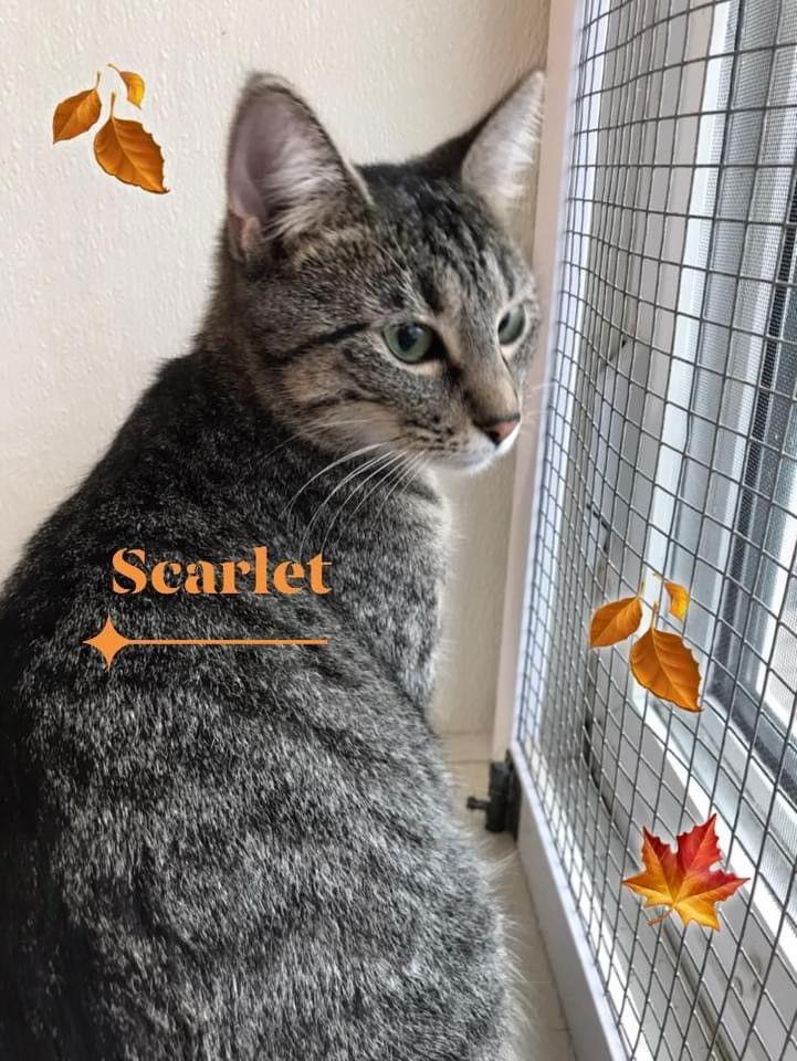 Scarlet, a Adoptable Domestic Short Hair in Williamsburg, IA image 3/3