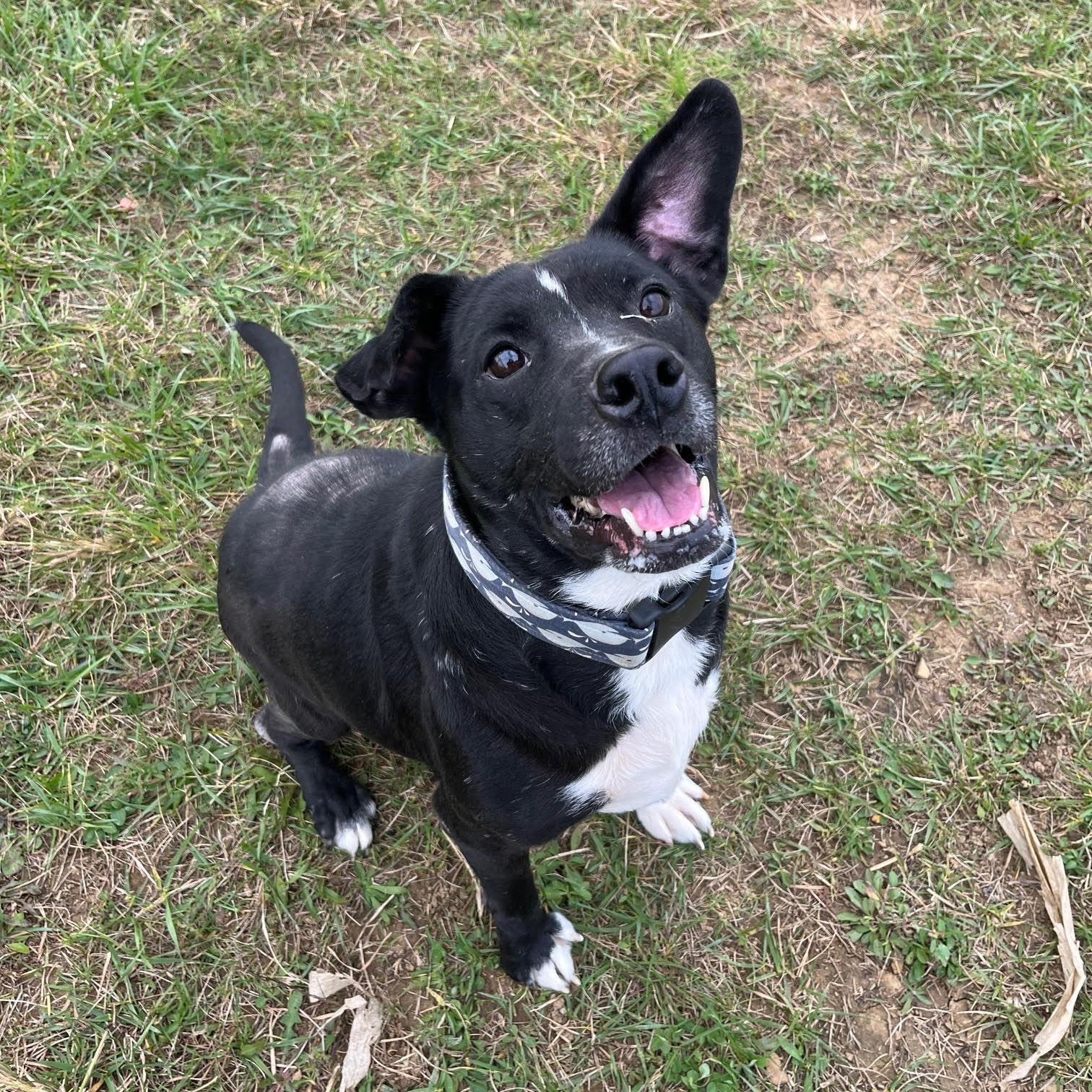 Enlarge Zeke - Prison Training Graduate! , an adoptable mixed breed in West Jefferson, OH image 2/4