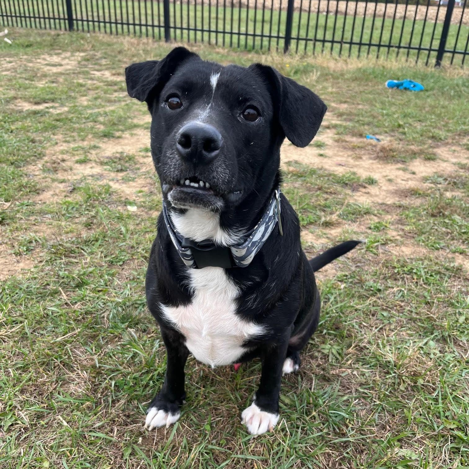 Enlarge Zeke - Prison Training Graduate! , an adoptable mixed breed in West Jefferson, OH image 3/4