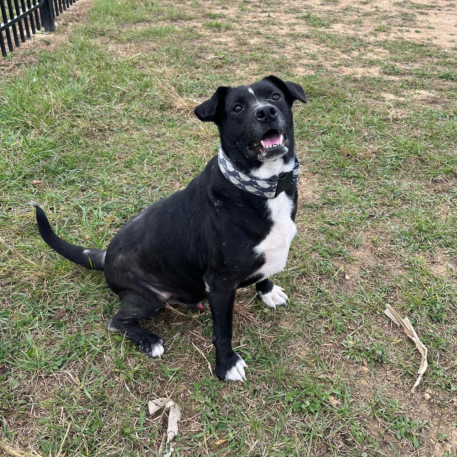 Enlarge Zeke - Prison Training Graduate! , an adoptable mixed breed in West Jefferson, OH image 4/4