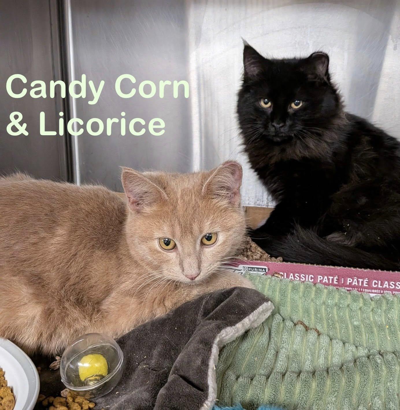 Candy Corn, adopted, Young Male Domestic Short Hair.