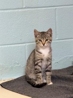 Cinnamon, Adopted, Kitten Male Domestic Short Hair.