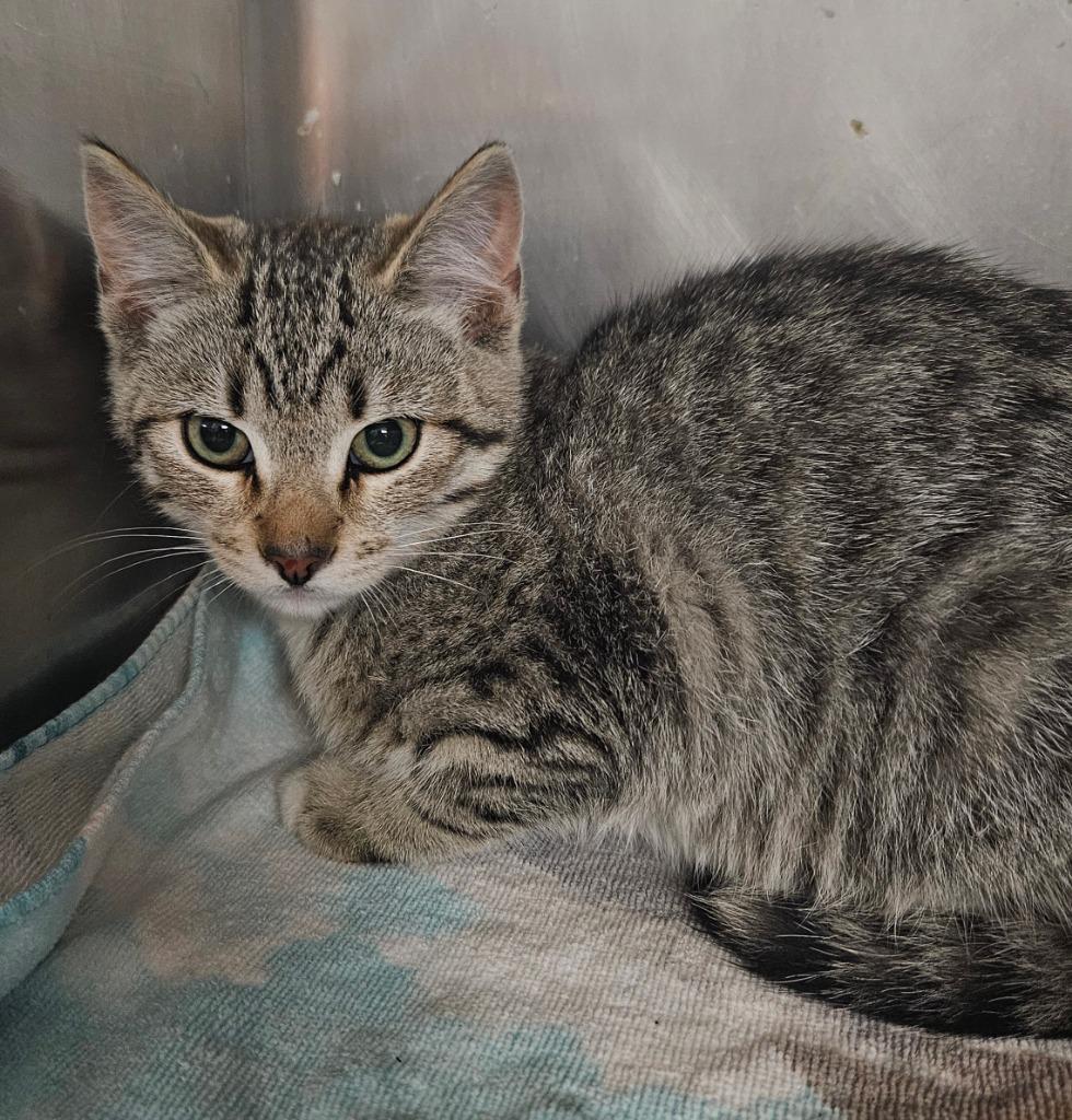 Enlarge Cinnamon, a Adopted mixed breed in Sherwood, AR image 2/3
