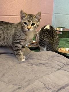 Enlarge Cinnamon, a Adopted mixed breed in Sherwood, AR image 3/3