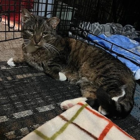 Mr. Pretty, an adoptable Domestic Short Hair in Turnersville, NJ image 3/6