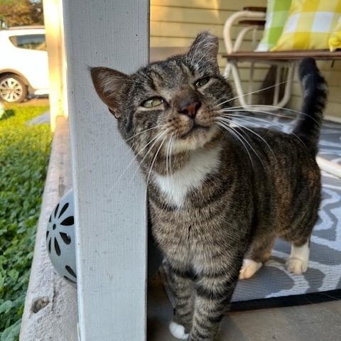 Mr. Pretty, an adoptable Domestic Short Hair in Turnersville, NJ image 1/6