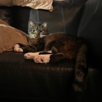Mr. Pretty, an adoptable Domestic Short Hair in Turnersville, NJ image 6/6