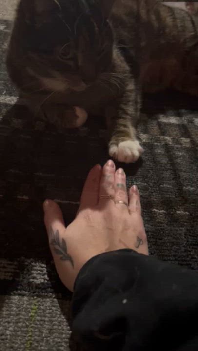 Enlarge Mr. Pretty, an adoptable Domestic Short Hair in Turnersville, NJ video 4/6