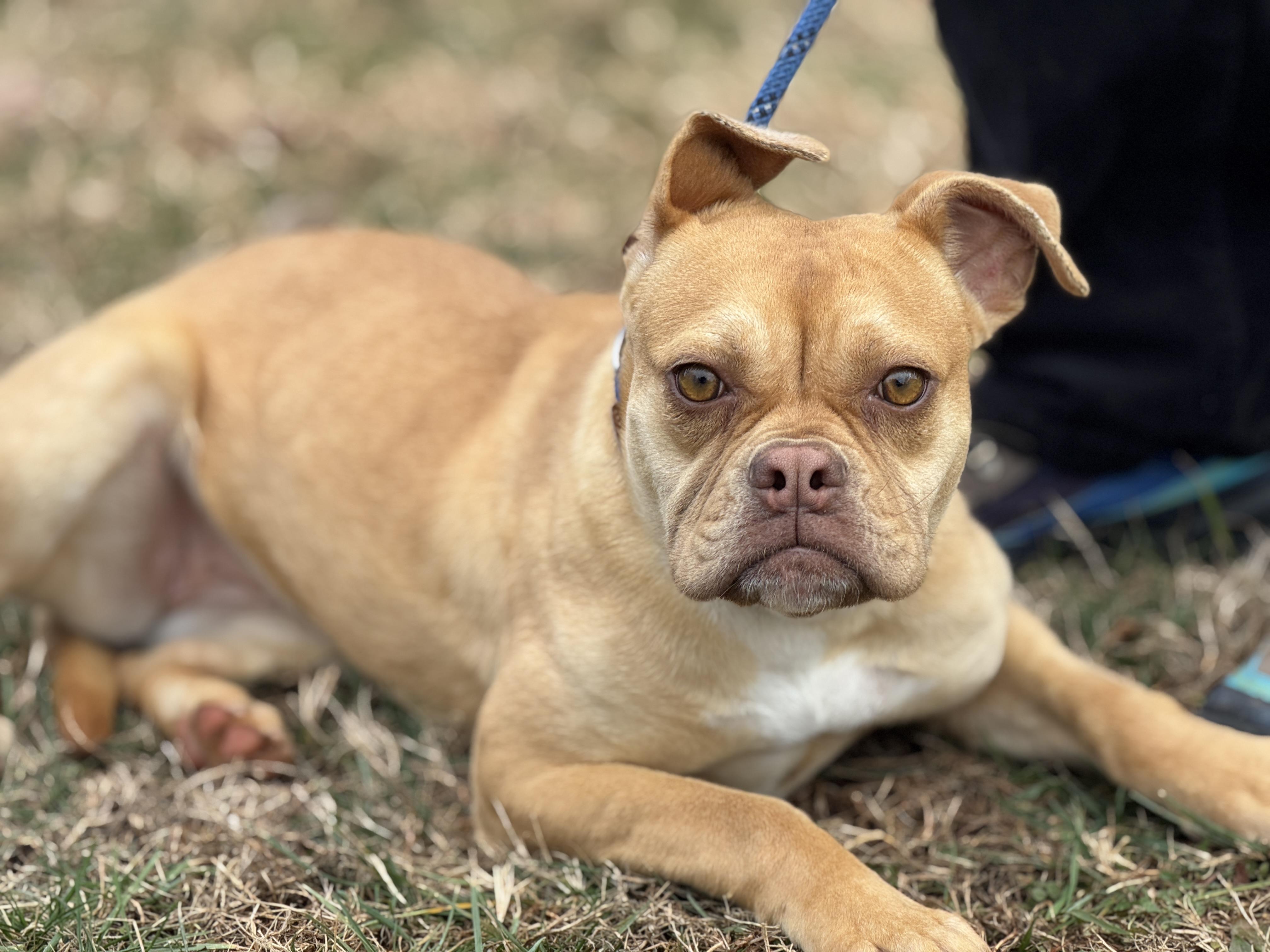 Dilly Dally, a ADOPTABLE mixed breed in Midlothian, VA image 3/6