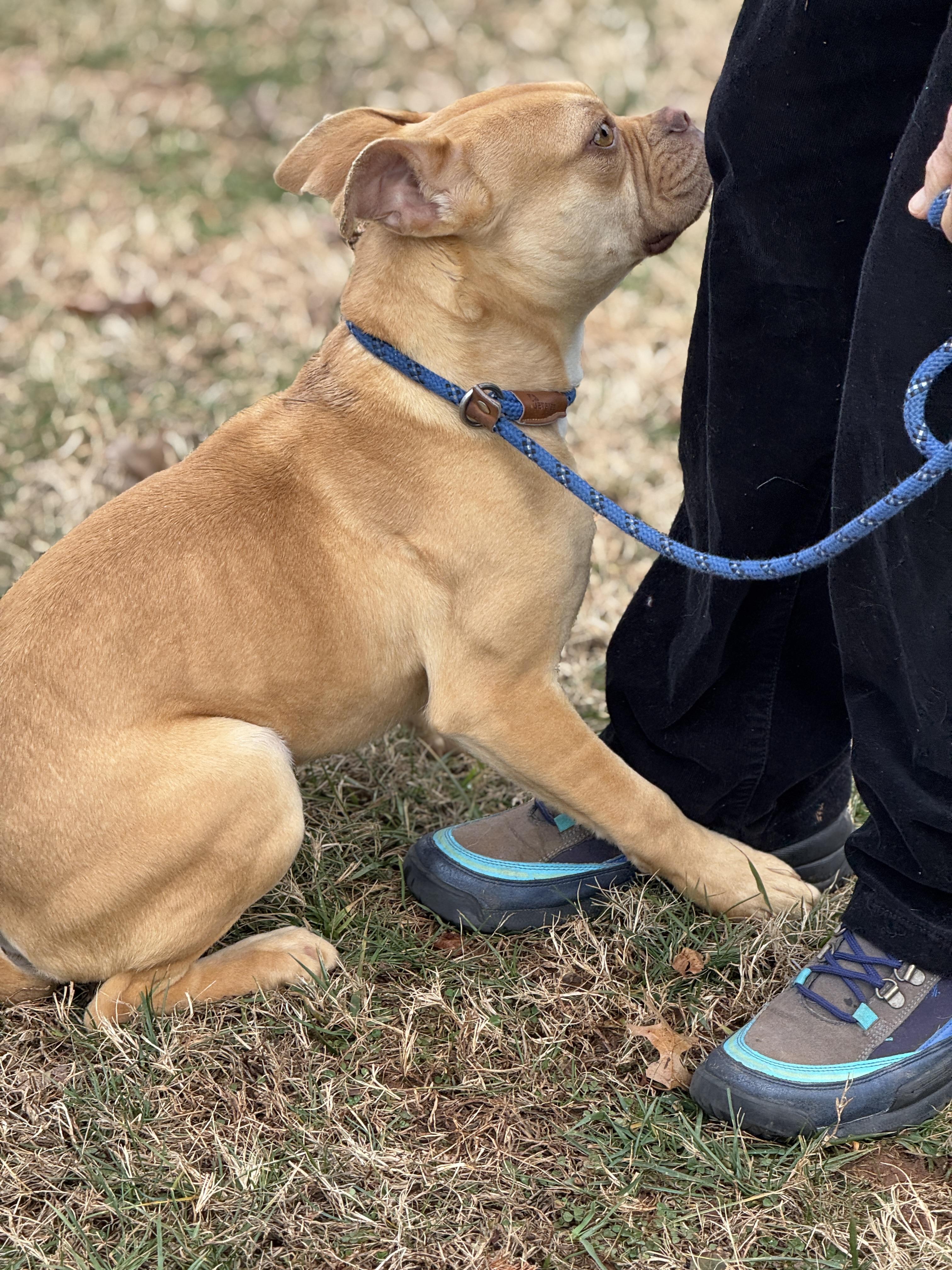 Dilly Dally, a ADOPTABLE mixed breed in Midlothian, VA image 4/6